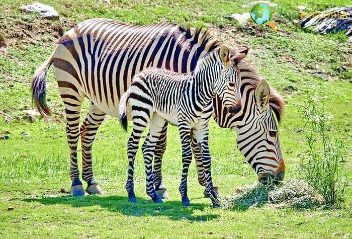 What Do Zebra Eat? | Zebras Diet by Types | What Eats Zebras?