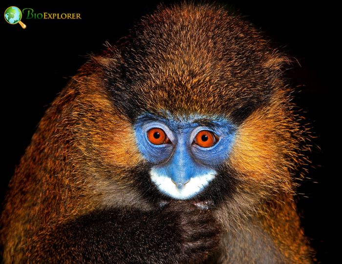 What Do Moustached Guenons Eat? What Do Moustached Guenons Eat?