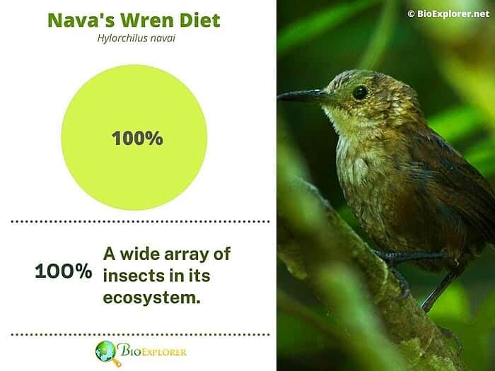 What Do Navas Wrens Eat? What Do Navas Wrens Eat?