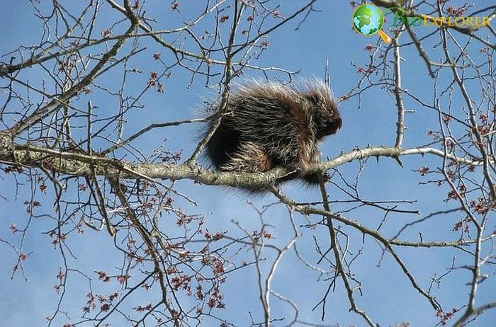 What Do North American Porcupines Eat? What Do North American Porcupines Eat?