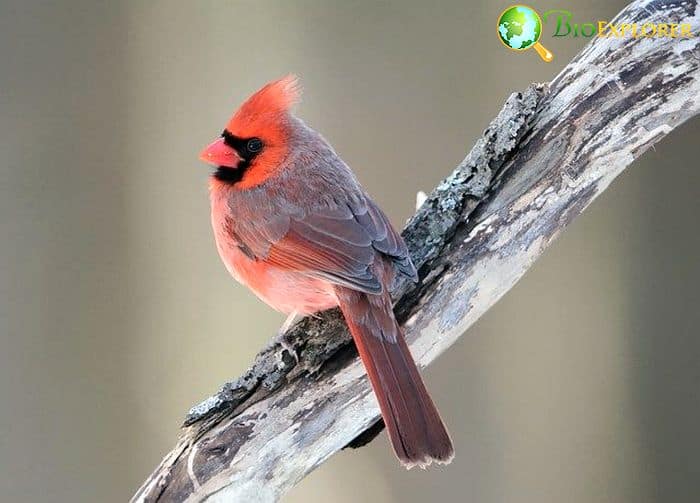What Do Northern Cardinals Eat? What Do Northern Cardinals Eat?