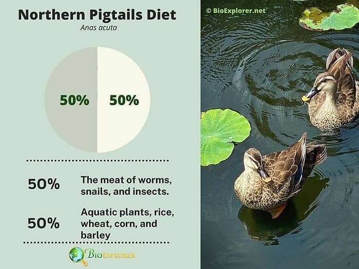 What Do Northern Pigtails Eat? What Do Northern Pigtails Eat?