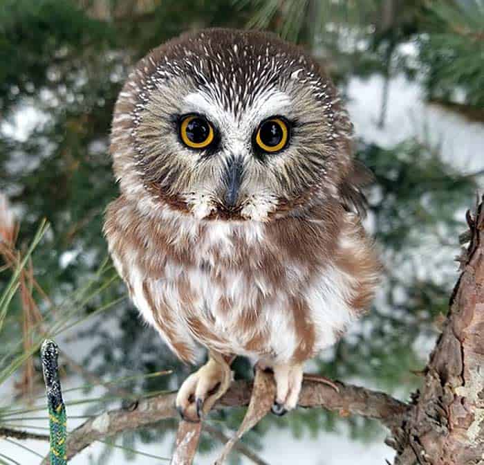 What do Northern Saw Whet owls eat?