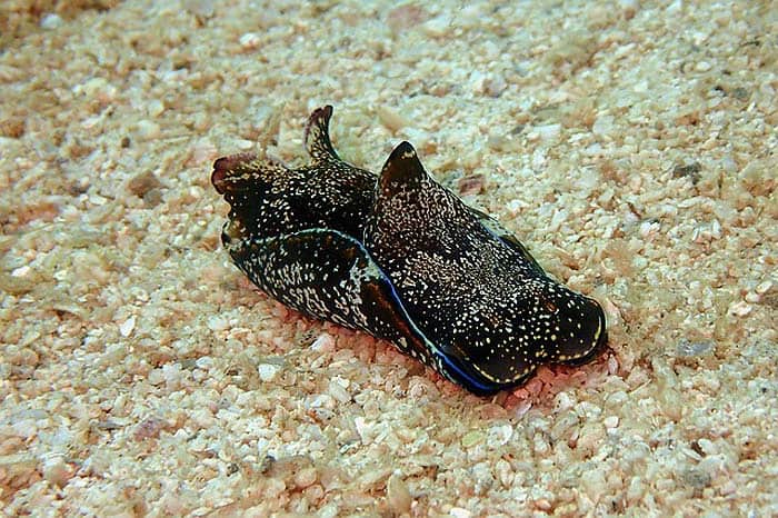 What do Ocean beach slugs eat? What do Ocean beach slugs eat?