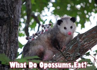 What Do Opossums Eat?