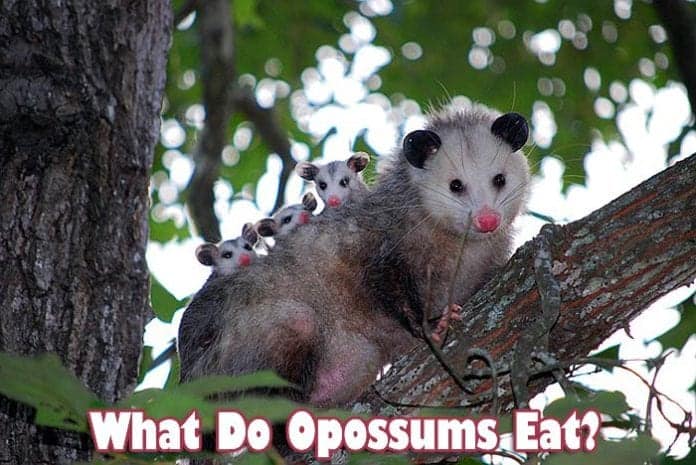 What Do Opossums Eat?