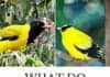 What Do Orioles Eat?