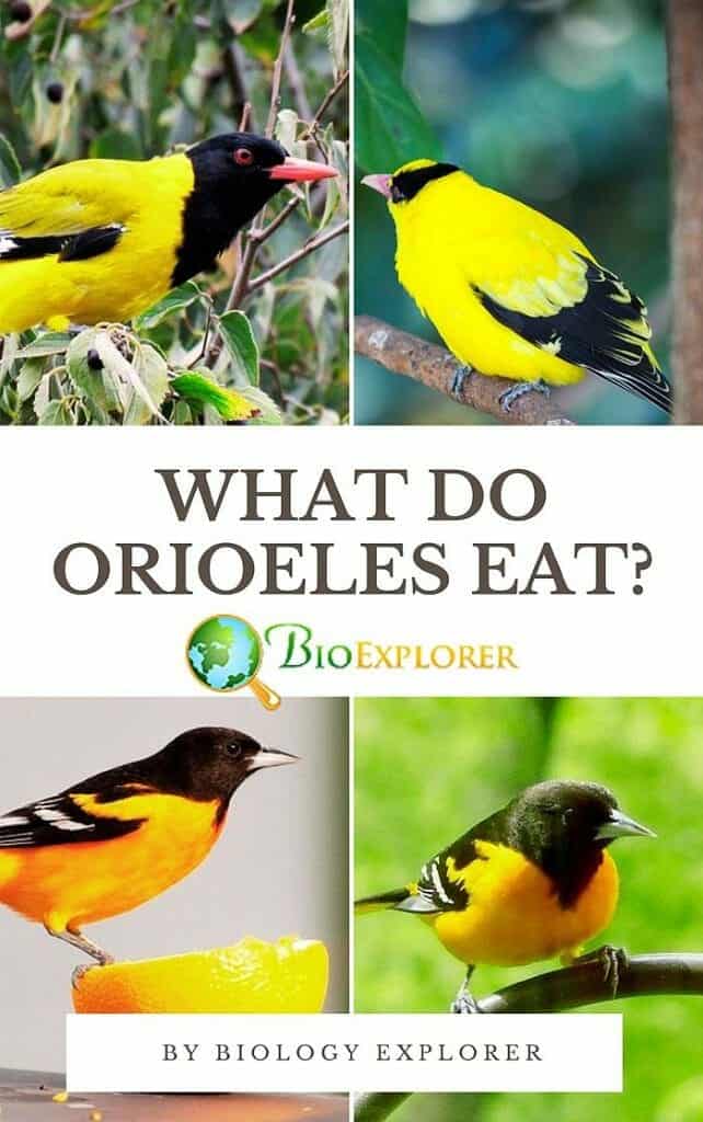 What Do Orioles Eat? Orioele Diet By Types What Eats Orioles?