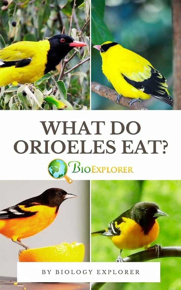 What Do Orioles Eat? What Do Orioles Eat?