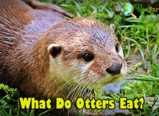 What Do Otters Eat?