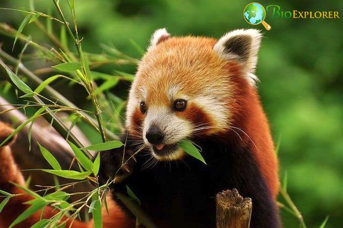 What Do Panda Bears Eat? What Do Panda Bears Eat?