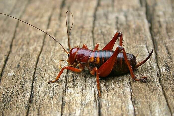 What Do Parktown Prawn Crickets Eat? What Do Parktown Prawn Crickets Eat?