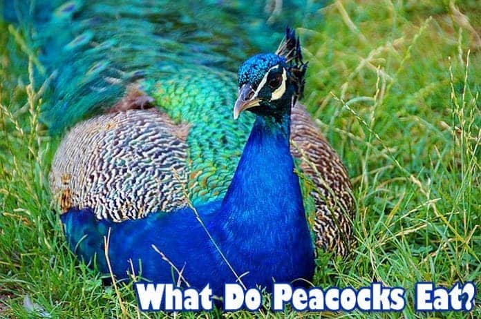 What do peacocks eat? What do peacocks eat?
