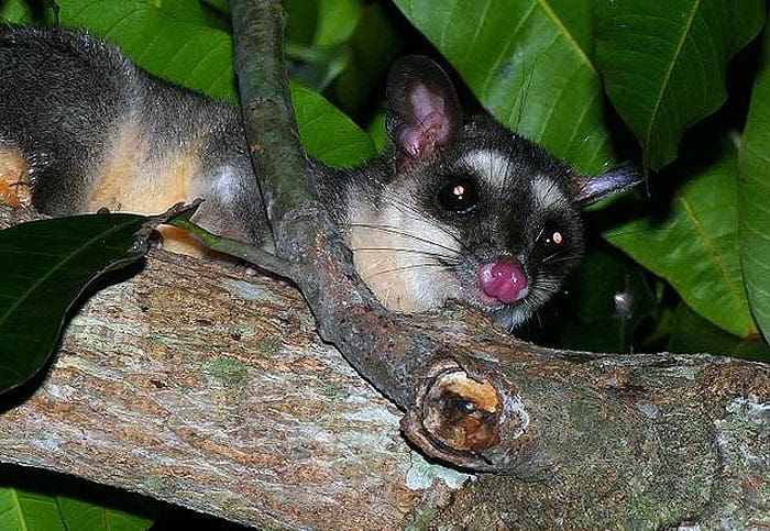 What do Philander Opossums eat? What do Philander Opossums eat?