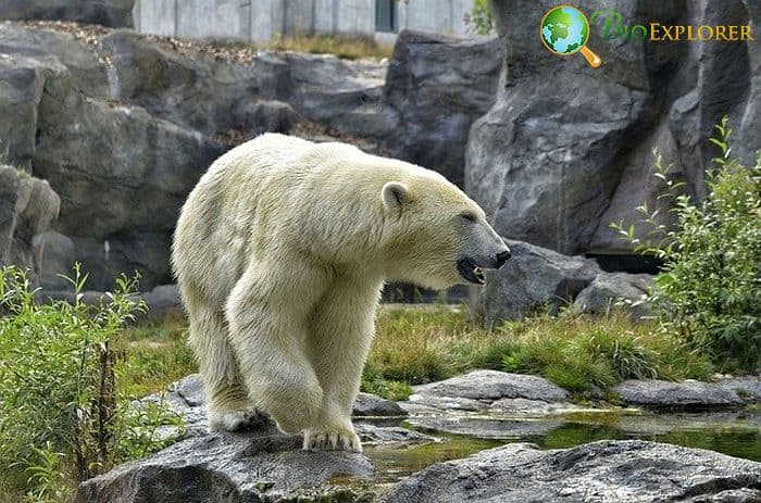What Do Polar Bears Eat? What Do Polar Bears Eat?