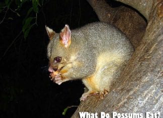 what do possums eat?