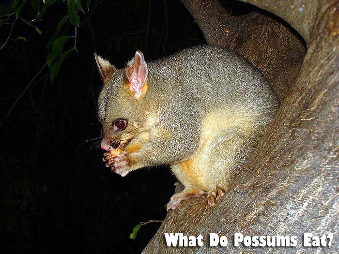 Possums Diet By Types Biology Diagrams