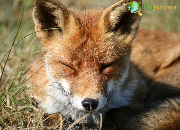What Do Red Foxes Eat? What Do Red Foxes Eat?