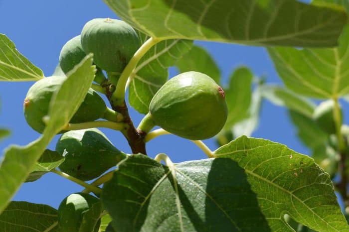 What Do Red Howlers Eat? (Figs) What Do Red Howlers Eat? (Figs)