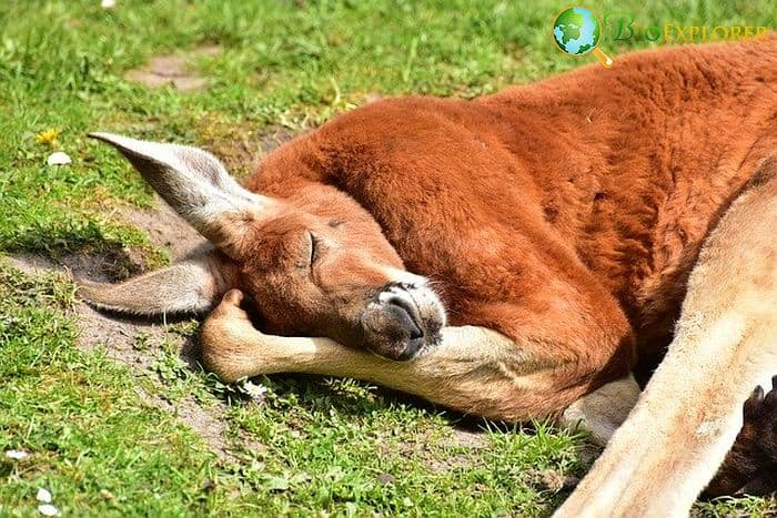What Do Red Kangaroos Eat? What Do Red Kangaroos Eat?