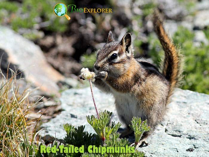 What Do Red Tailed Chipmunks Eat?