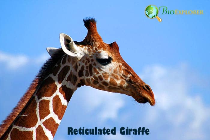 What Do Reticulated Giraffes Eat