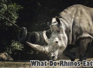 What do rhinos eat?