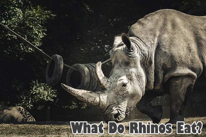 What do rhinos eat? What do rhinos eat?