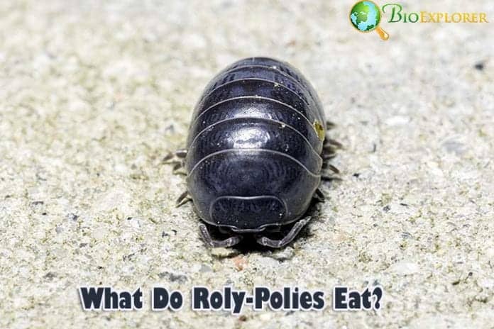 What Do Rolly Pollies Eat? What Do Rolly Pollies Eat?