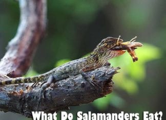 what do salamanders eat?