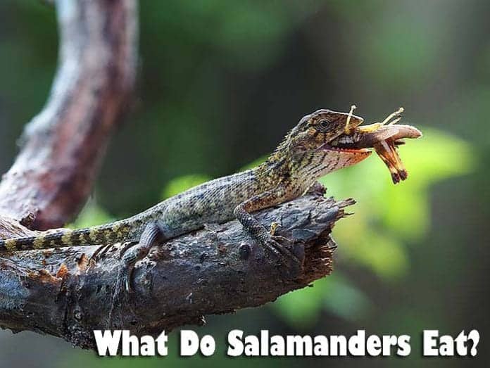what do salamanders eat? what do salamanders eat?