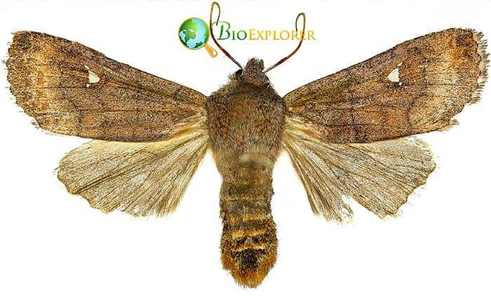 What Do Satellite Moths Eat? What Do Satellite Moths Eat?