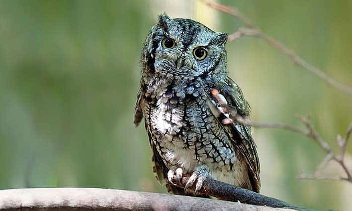 What do screech owls eat?