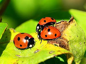 What do seven-spotted lady beetles eat?