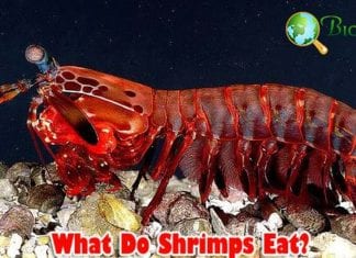 Top 11 Animals With Best Sensors (See, Hear, Smell, Taste & Feel) Top 11 Animals With Best Sensors (See, Hear, Smell, Taste & Feel)