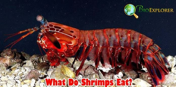 What Do Shrimp Eat? What Do Shrimp Eat?