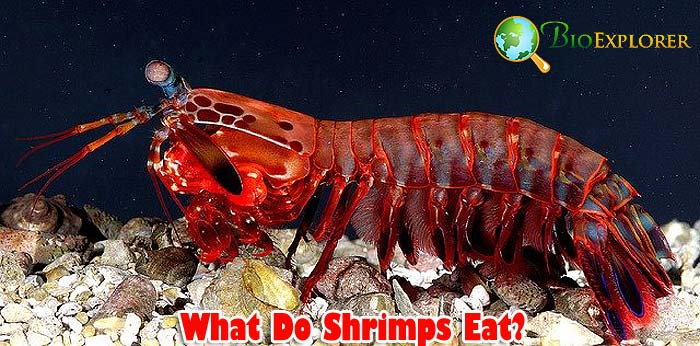 What Do Shrimp Eat? | Shrimp Diet By Types | Biology Explorer What Do Shrimp Eat? | Shrimp Diet By Types | Biology Explorer