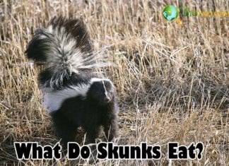 What Do Skunks Eat?