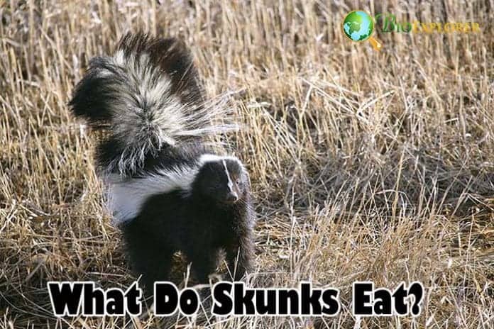 What Do Skunks Eat? | Skunks Diet By Types | Biology Explorer What Do Skunks Eat? | Skunks Diet By Types | Biology Explorer