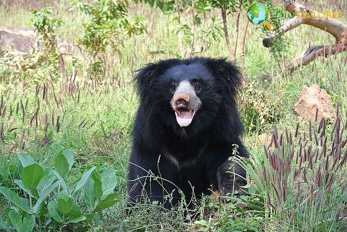 What Do Sloth Bears Eat? What Do Sloth Bears Eat?
