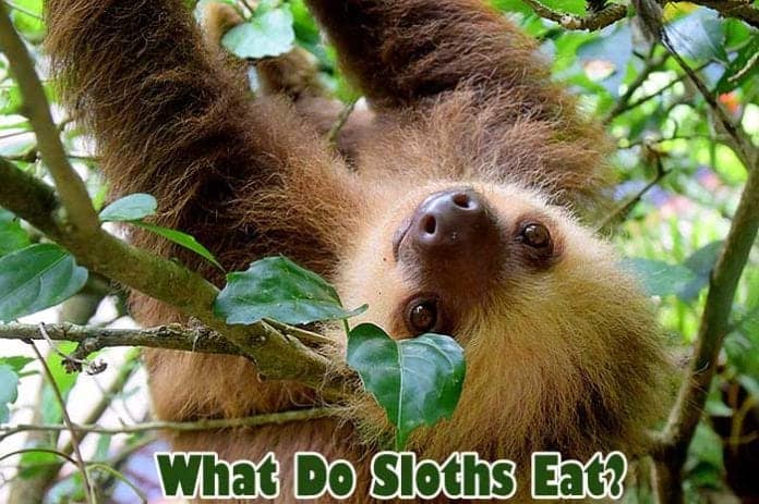 What do sloths eat? What do sloths eat?