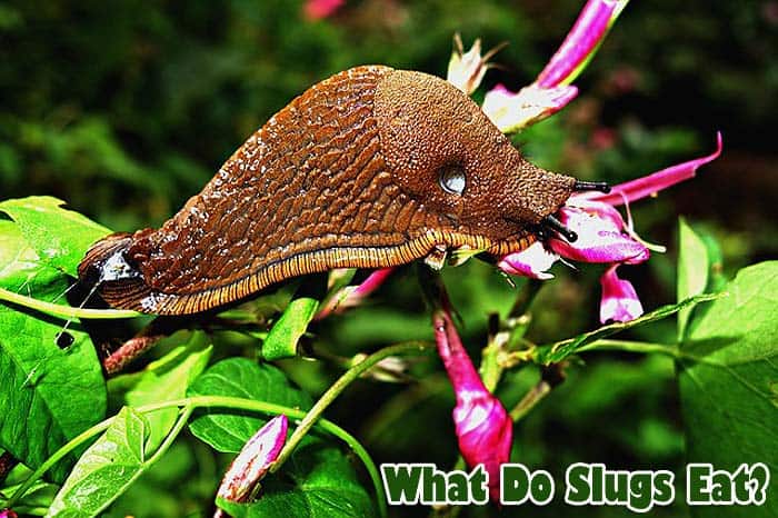 What Do Slugs Eat Slugs Diet By Types What Eats Slugs [ 466 x 700 Pixel ]