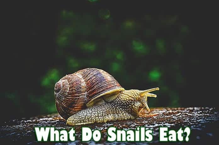 What Do Snails Eat? What Do Snails Eat?