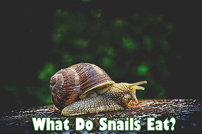What Do Snails Eat? | Diet By Snail Types | What Eats Snails?