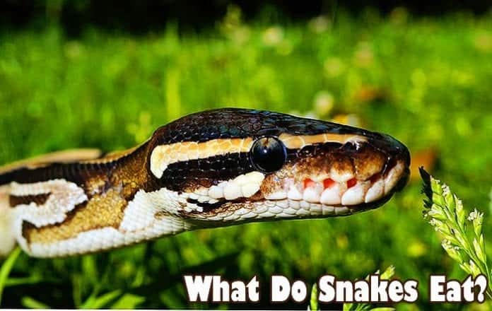 what do snakes eat? what do snakes eat?