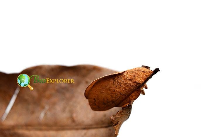 What Do Scale-feeding Snout Moths Eat? What Do Scale-feeding Snout Moths Eat?