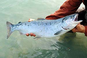 Pink Salmon Species Profile, Alaska Department of Fish and Game