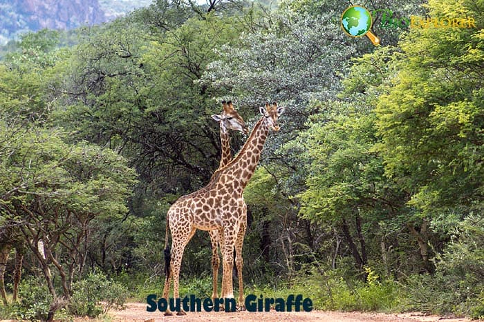 What Do Southern Giraffes Eat