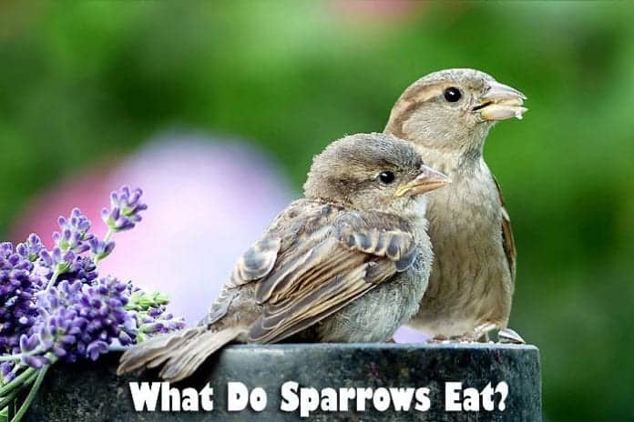 What Do Sparrows Eat? What Do Sparrows Eat?