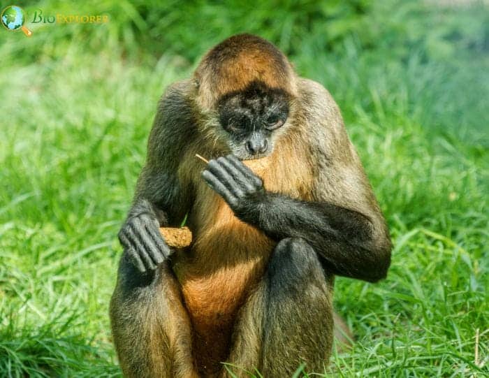 Spider Monkeys All 7 Types of Spider Monkeys Diet BioExplorer